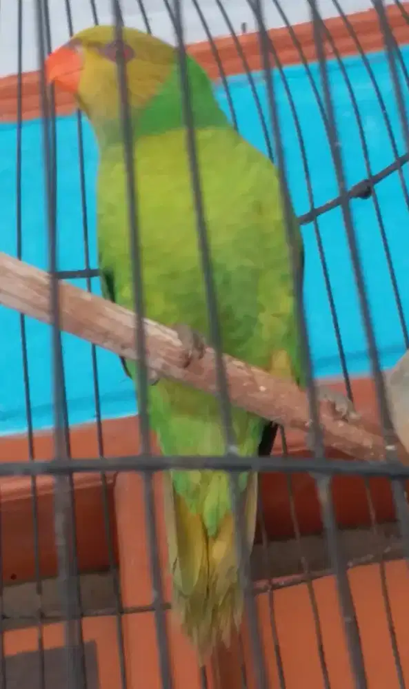 LOVEBIRD JOSAN EXS MASTERAN BESETAN KASAR 1 JUTA FULSET