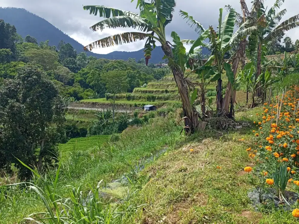 Jual Tanah  View  Alam & Pegunungan Di Kawasan Obyek Wisata Taman Bedugul Bali.