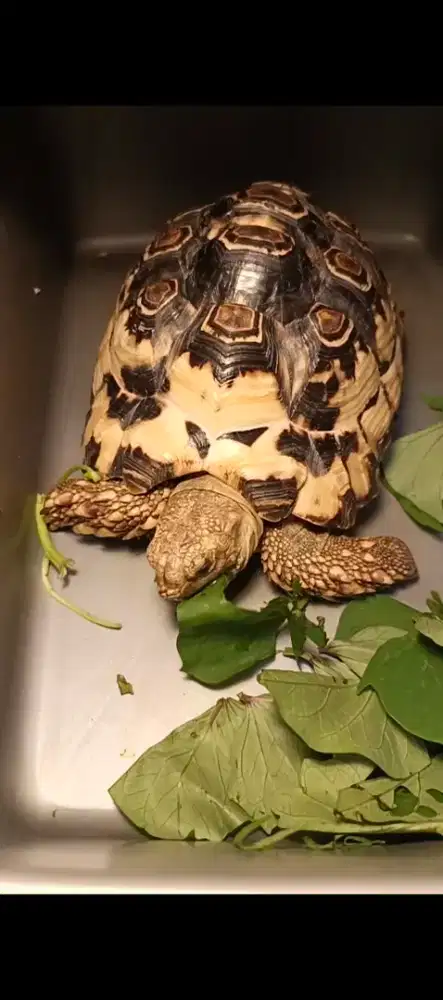 Kura Pardalis Babcocki HW 20 CM Cakep