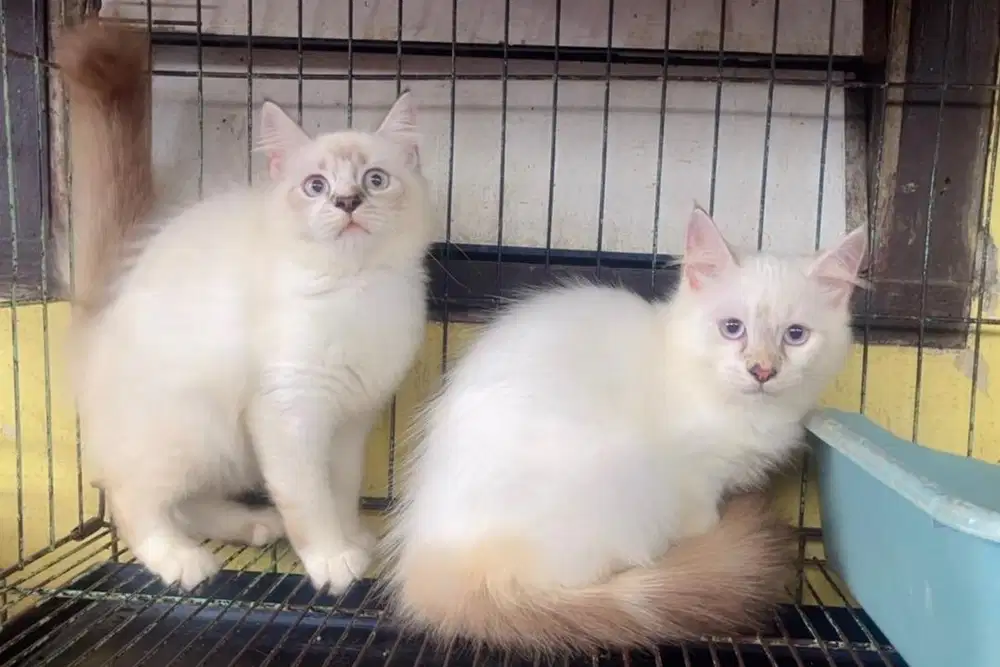 Kucing ras persia ragdol jantan 3 bln