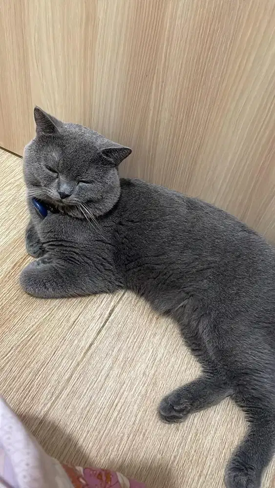 Jasa Pacak Kucing BSH British Short Hair