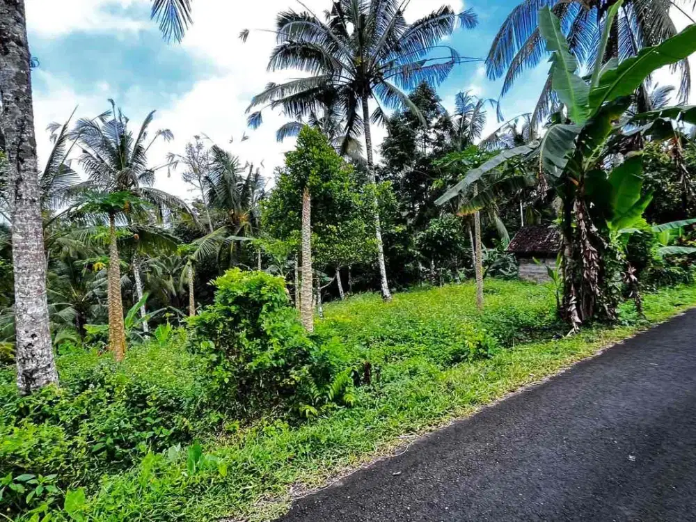 Tanah Kebun Murah Di Tabanan Bali