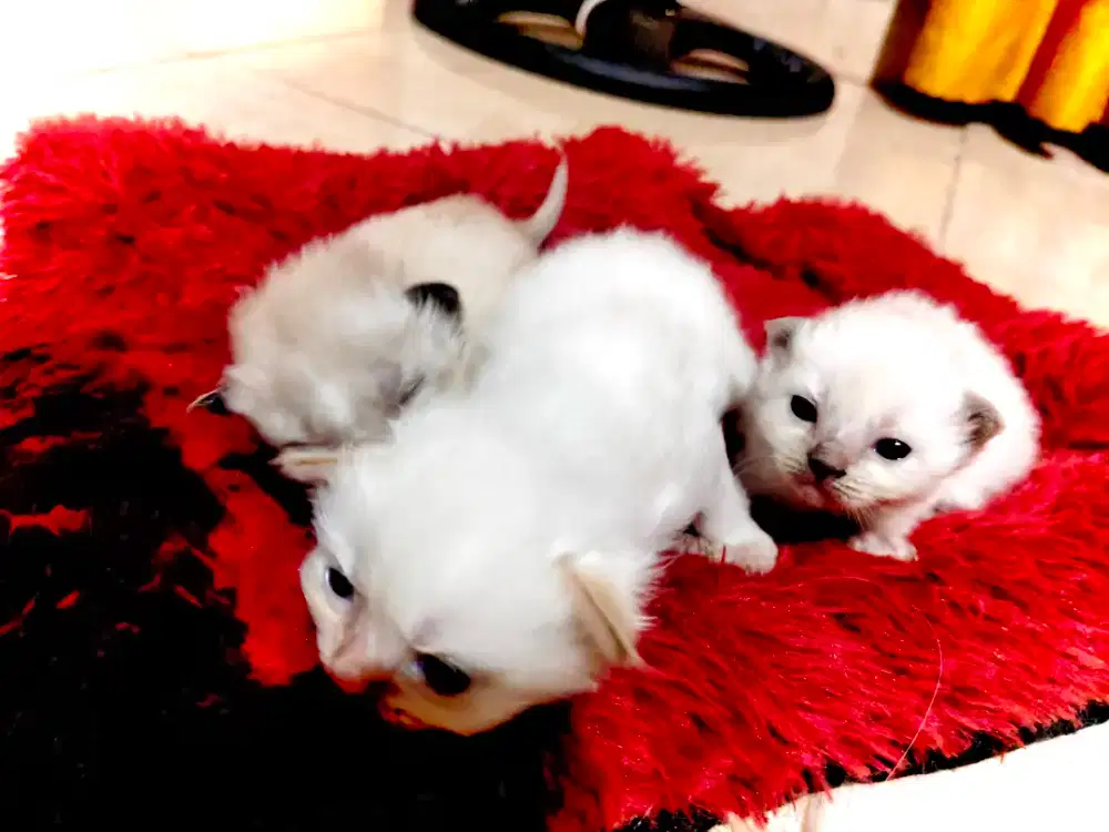 Kucing persia lucu kitten