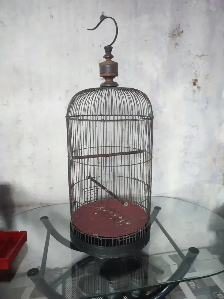 Kandang lb apa adanya masih layak pake