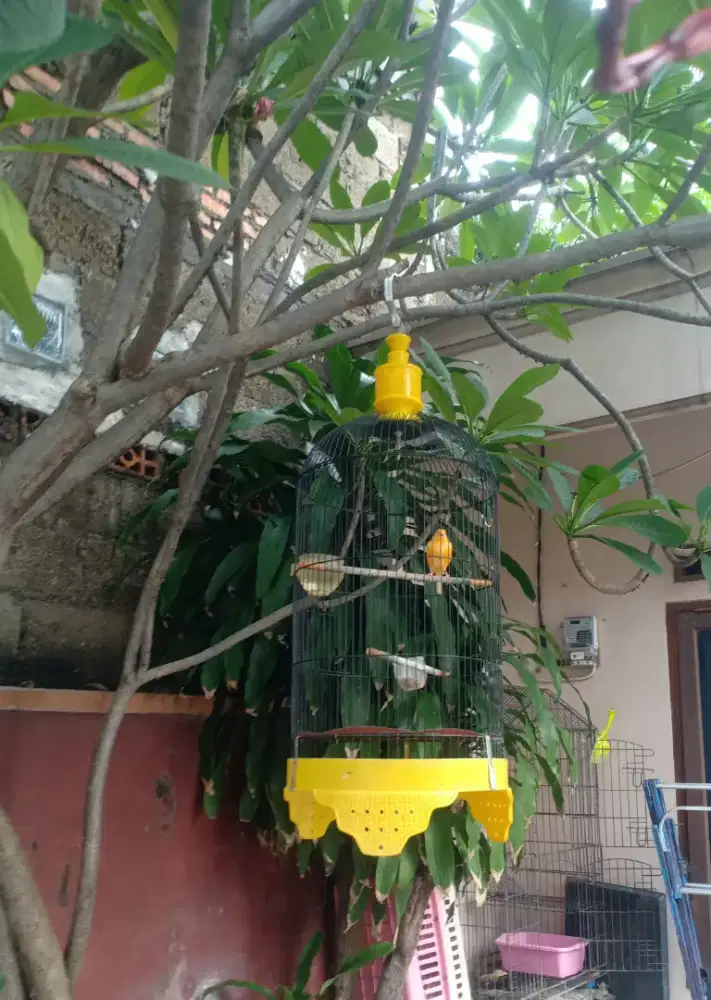 Kenari rawatan,udah gacor,jual full set