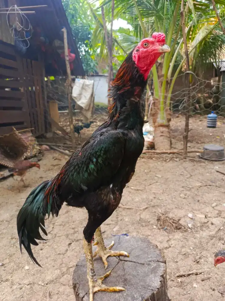 Ayam jantan super