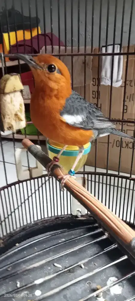 Anis merah piritan jantan dobel ring satria x Zoro, burung mulus,