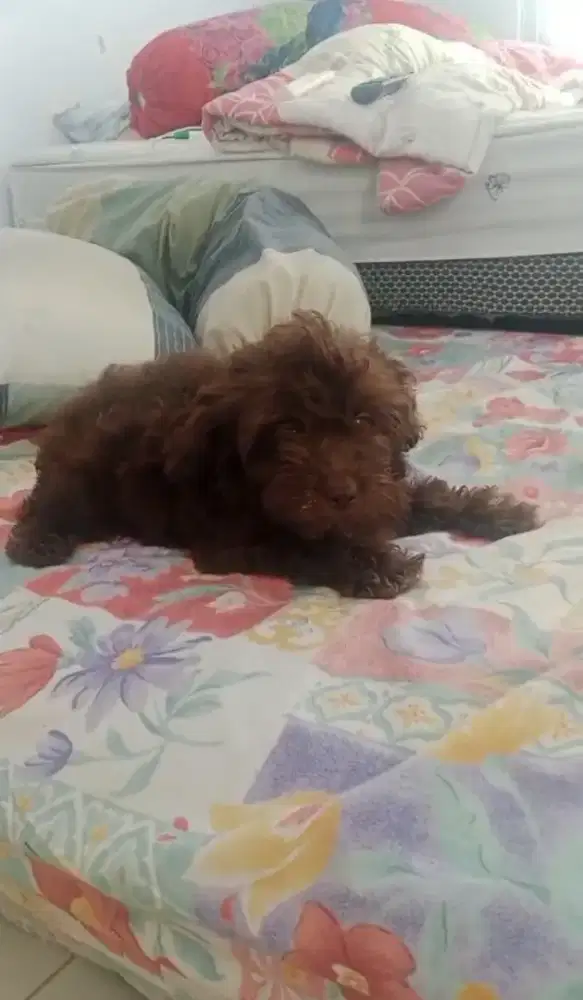 Anjing Maltipo 3 ekor 3 bln 2btn 1jtn maltese poddle