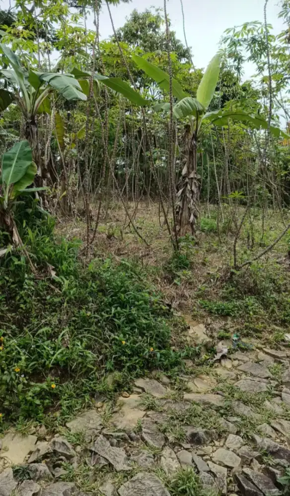 Di jual tanah luas 4000m2 hrga 600jt view bagus