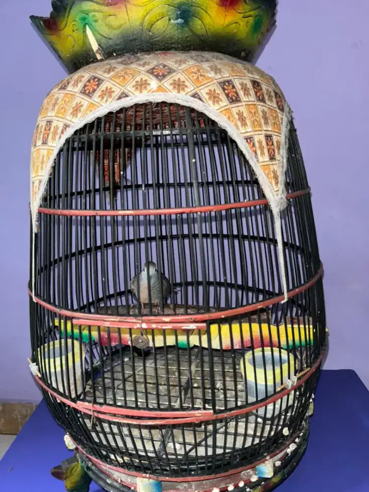 Burung Perkutut Lengkap dengan Kandang Bambu