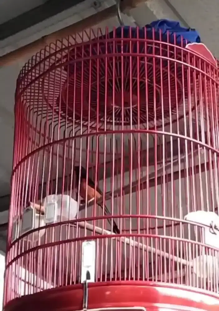 For sale BURUNG MURAY BATU Medan pastoL