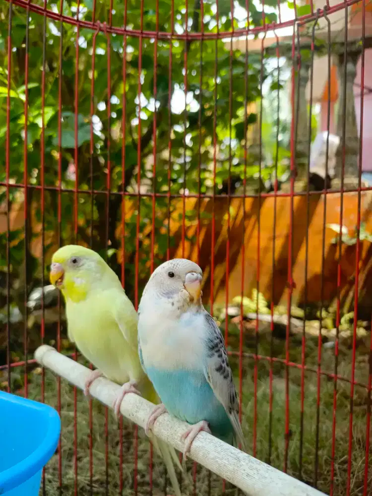 Parkit indukan sepasang