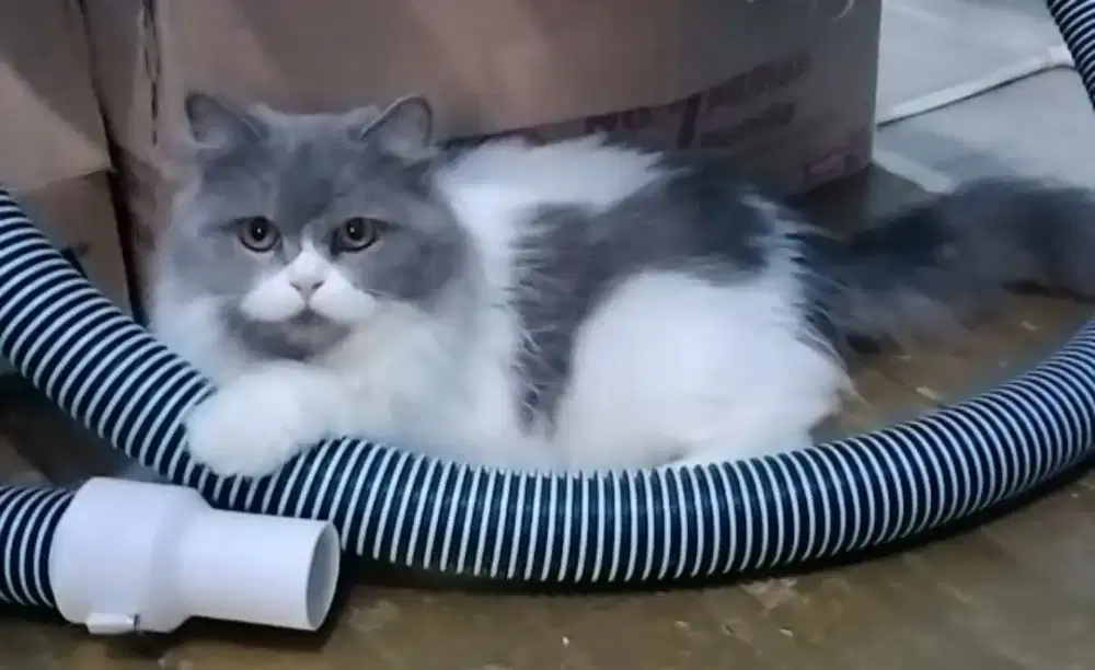 Di jual kucing persia