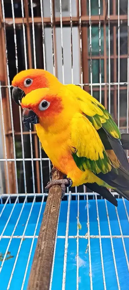Burung sunconure sepasang