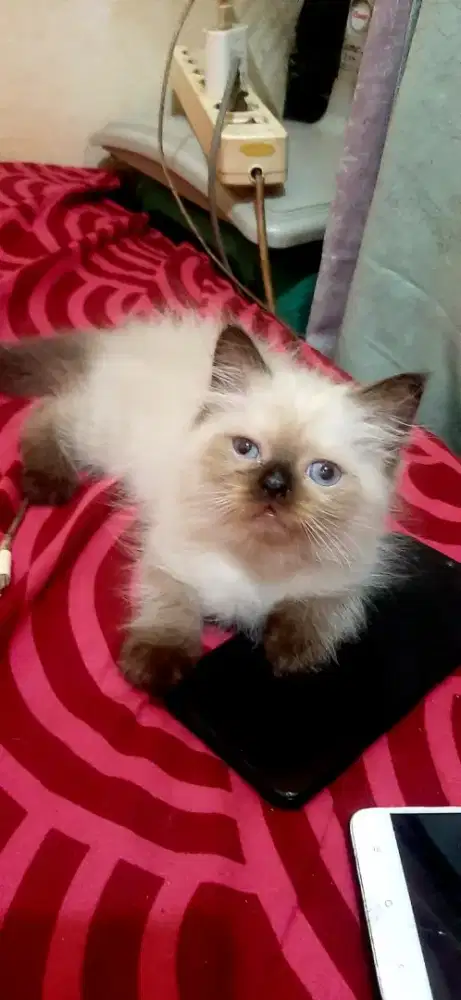 kucing kitten ragdoll