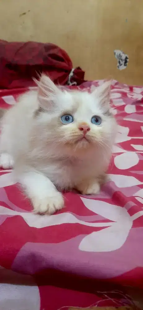 kucing kitten ragdoll