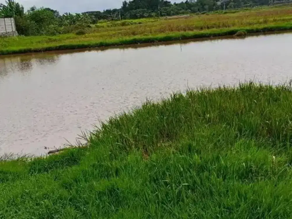 Di jual cepat Tanah sawah pinggir jalan, cikupa