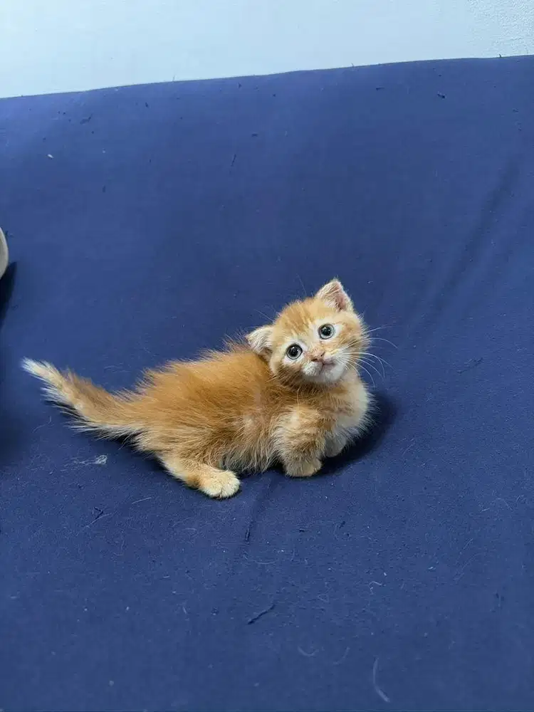 MUNCHKIN SCOTTISH FOLD JANTAN