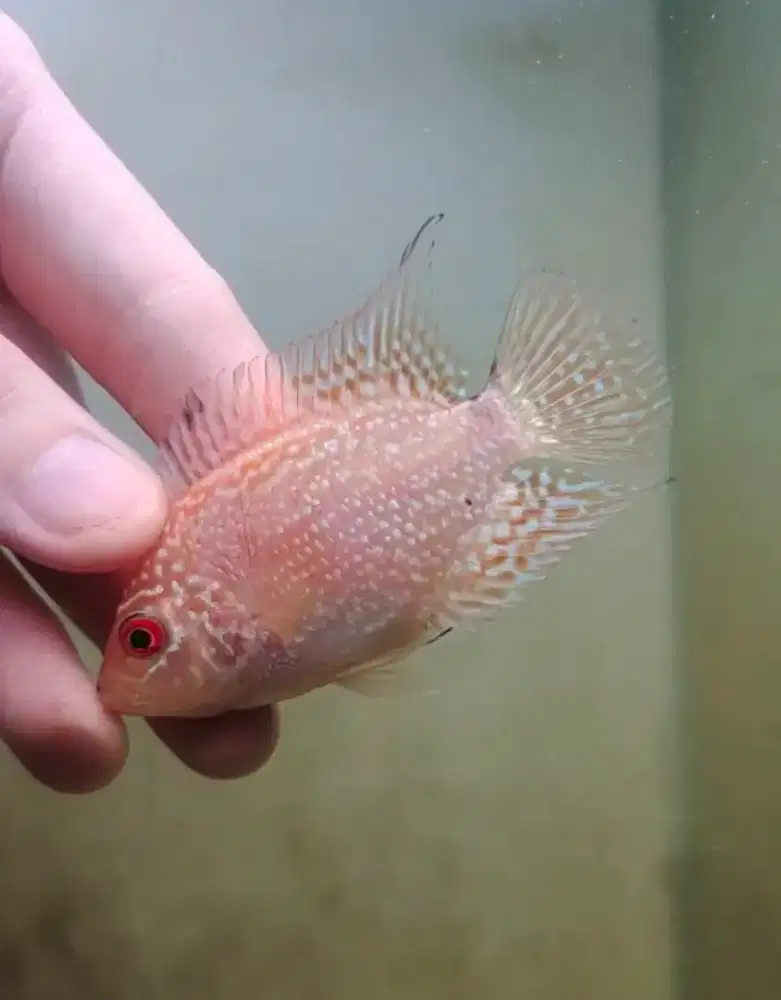 ikan louhan golden base 4cm rapih ikan lohan gb cencu full mutiara