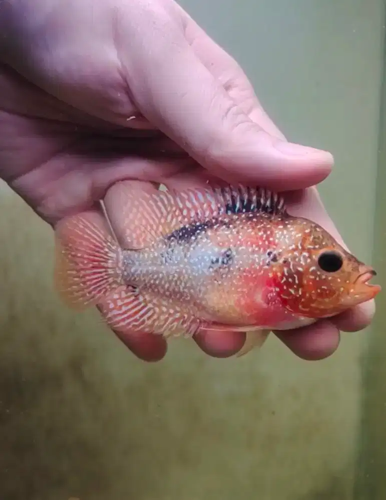 ikan louhan gb cencu 7cm full mutiara lohan golden base ekor lebar