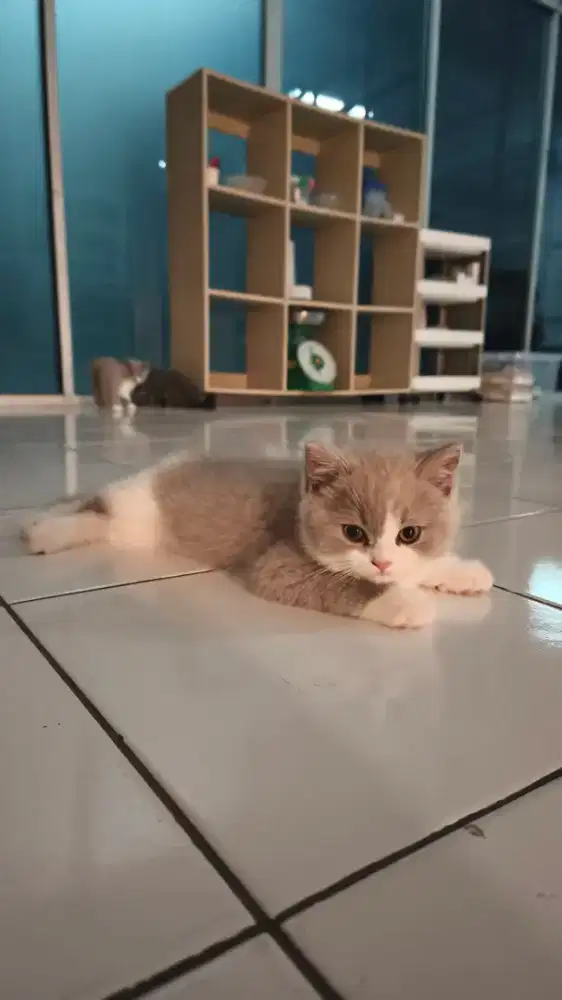 Jual Cepat Anak Kucing BSH Kitten British Short Hair Bandung