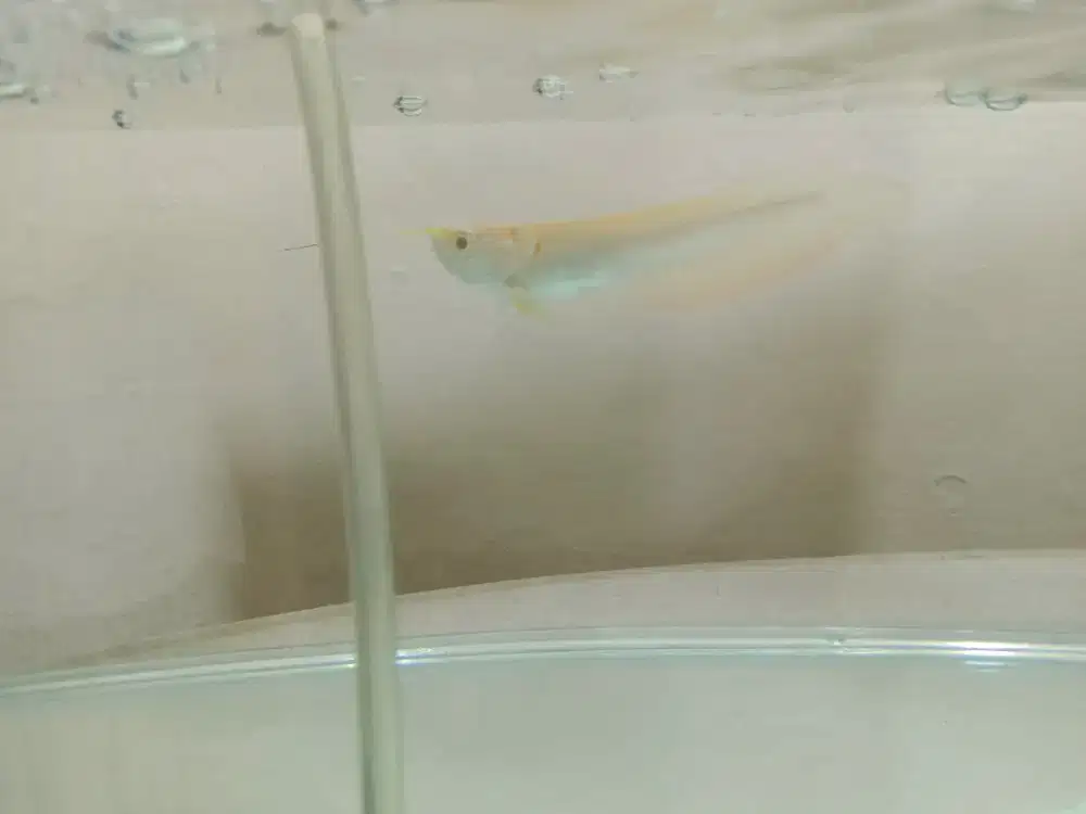 Arwana albino mata merah