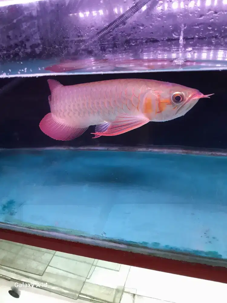 Arwana super red -+ 30 cm