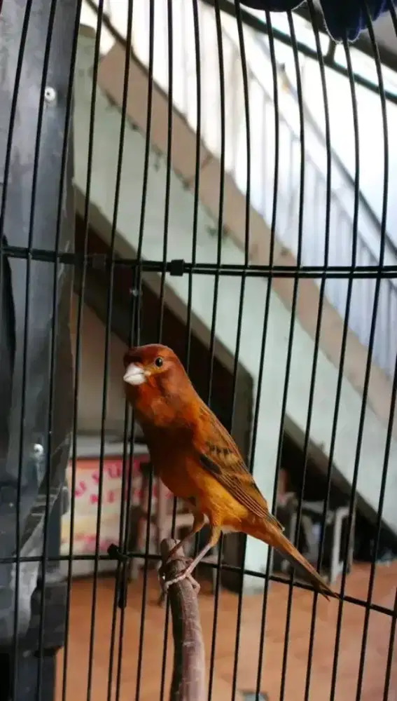 Kenari blackred gacor bocor