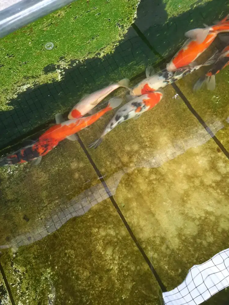 Jual ikan koi Blitar ada 10 ekor cakep-cakep banget, warnanya strong.