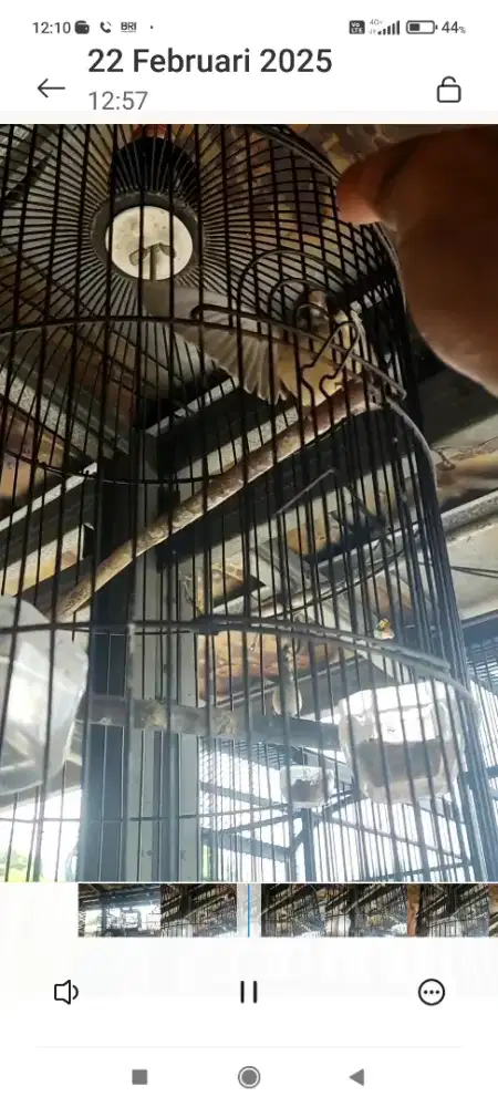 Blackthroat Gacor Dor Buka Sayap serta Cetrekan Jinak