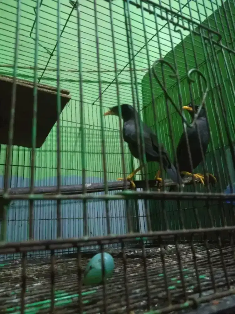 Jalak kerbau mata putih sepasang produksian