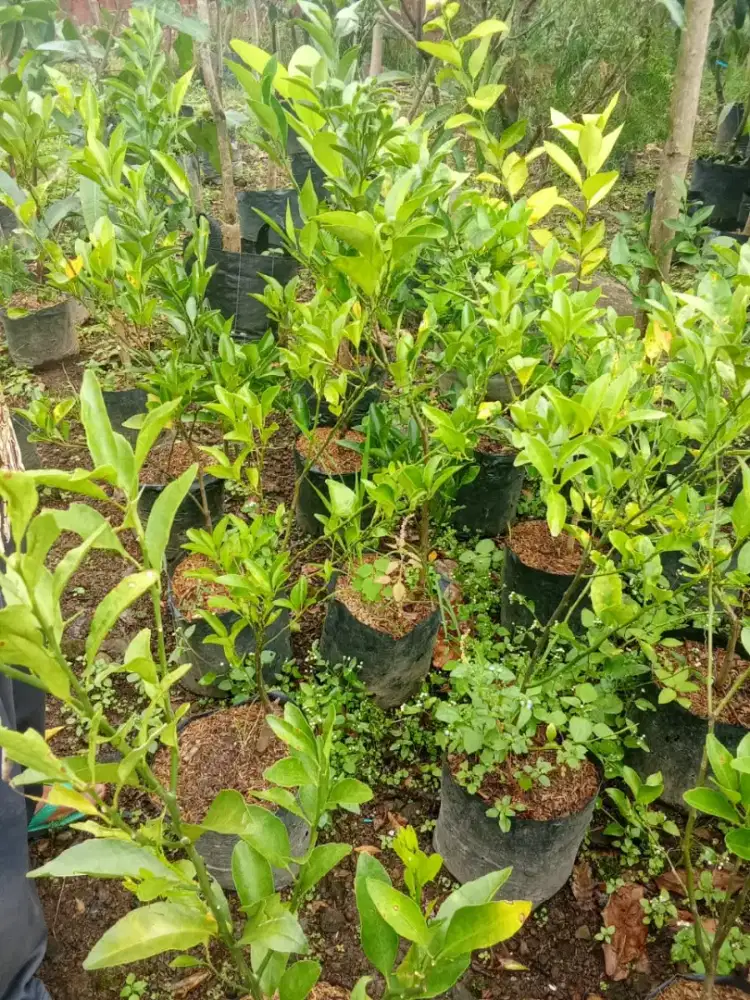 Bibit tanaman jeruk Santang madu