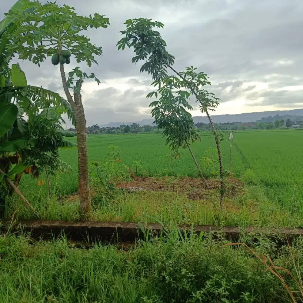 Tanah murah pinggir jalan view bagus