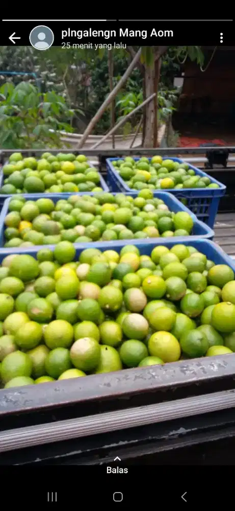 Dstributor Dagang Buah