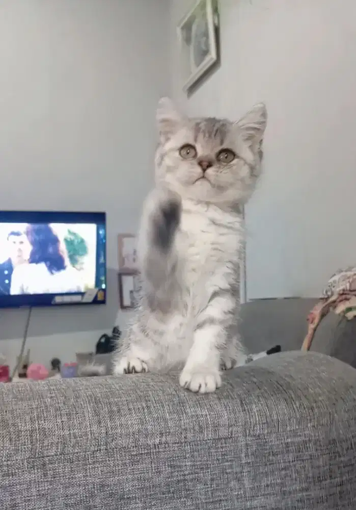 BRITISH SHORTHAIR/BSH SILVER TABY