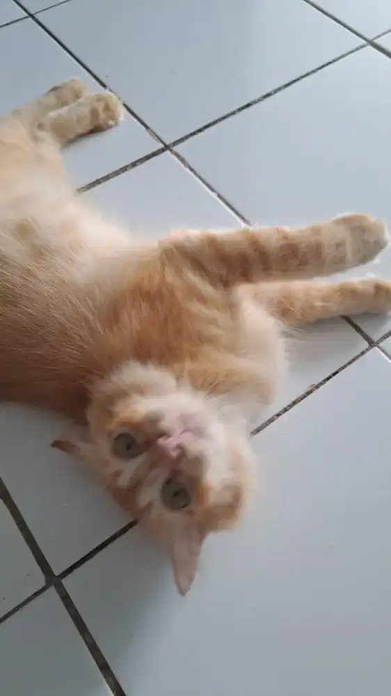 Jual kucing sepasang