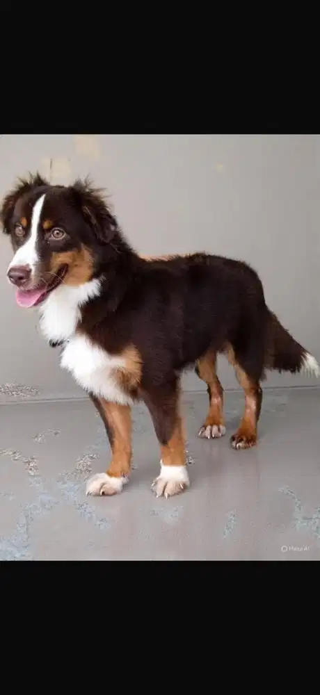 Dijual miniature american shepherd