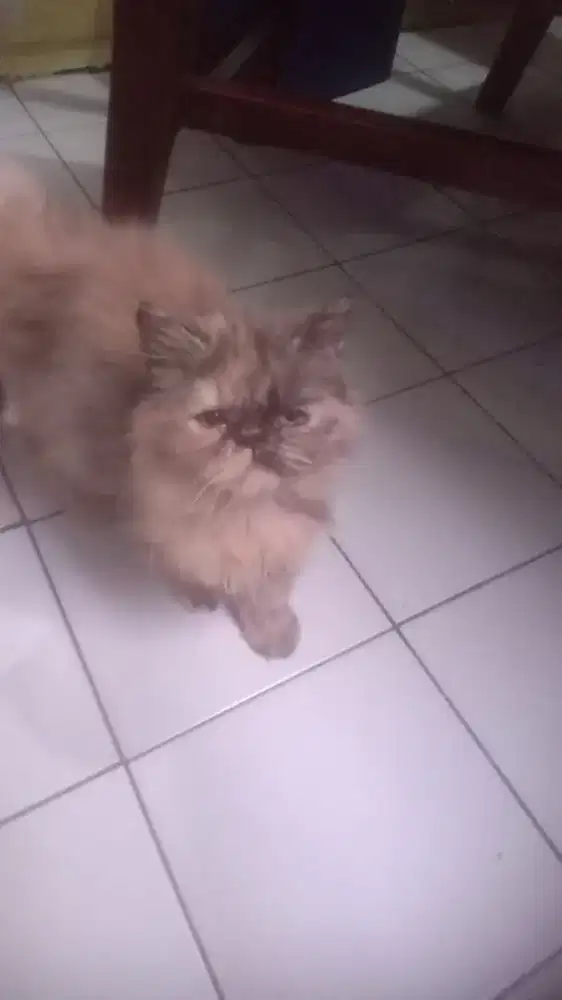 Open adopt anakan persia betina usia 2,5 bulan bisa pilih ada 3