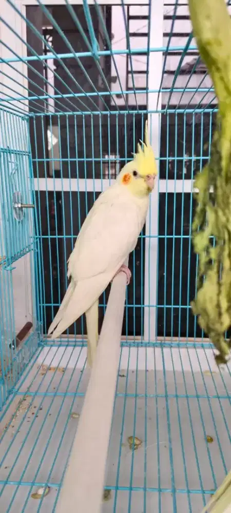 Burung falk Australia J remaja lutino