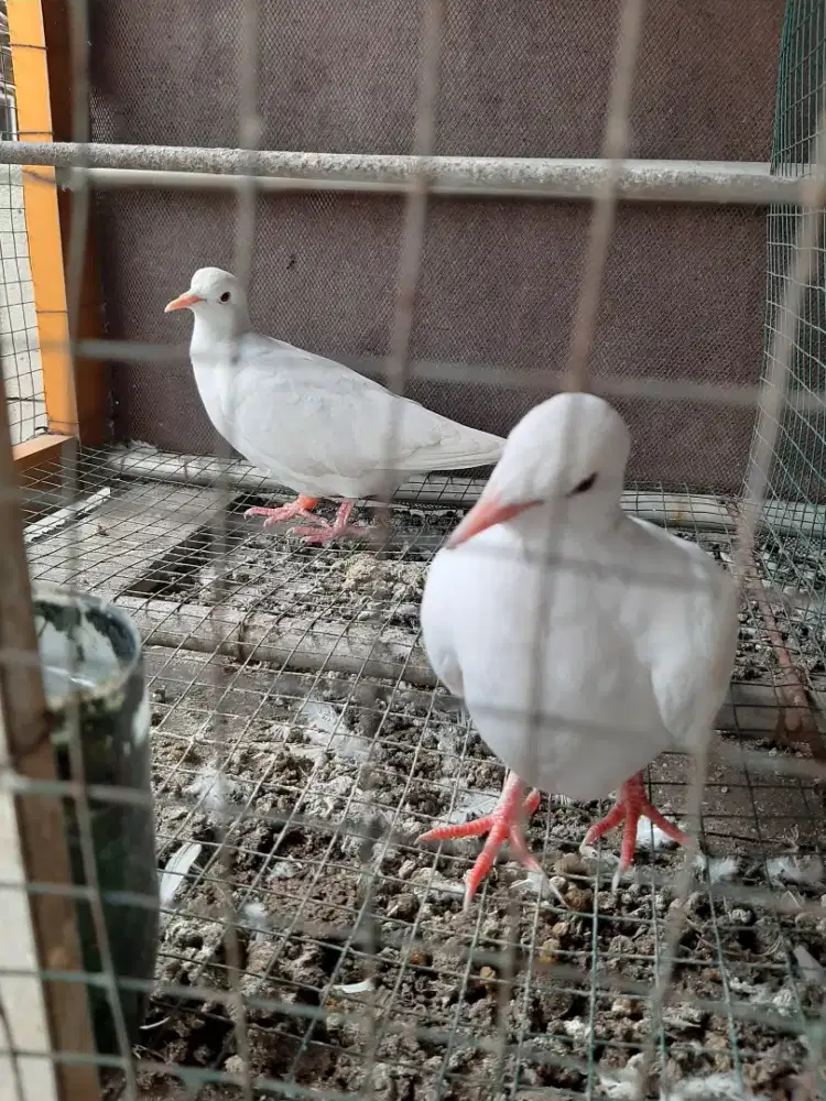 Jual burung puter pelung dan puter putih mata merah