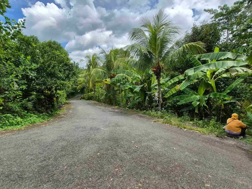 TANAH KEBUN 77 ARE PINGGIR JALAN ASPAL DI BERANGBANG JEMBRANA