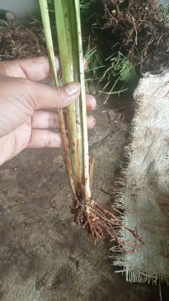 Rumput vetiver | rumput penahan tanah tebing