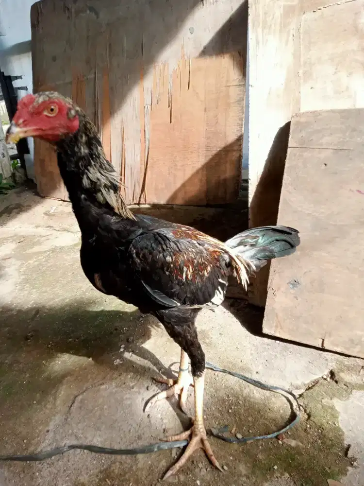 Ayam jago janggaran