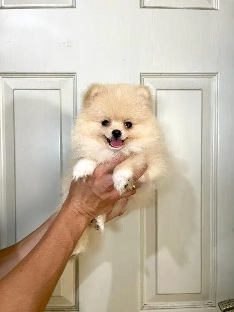 Super minipom jantan