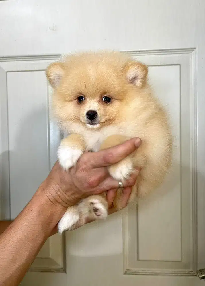 Super minipom betina