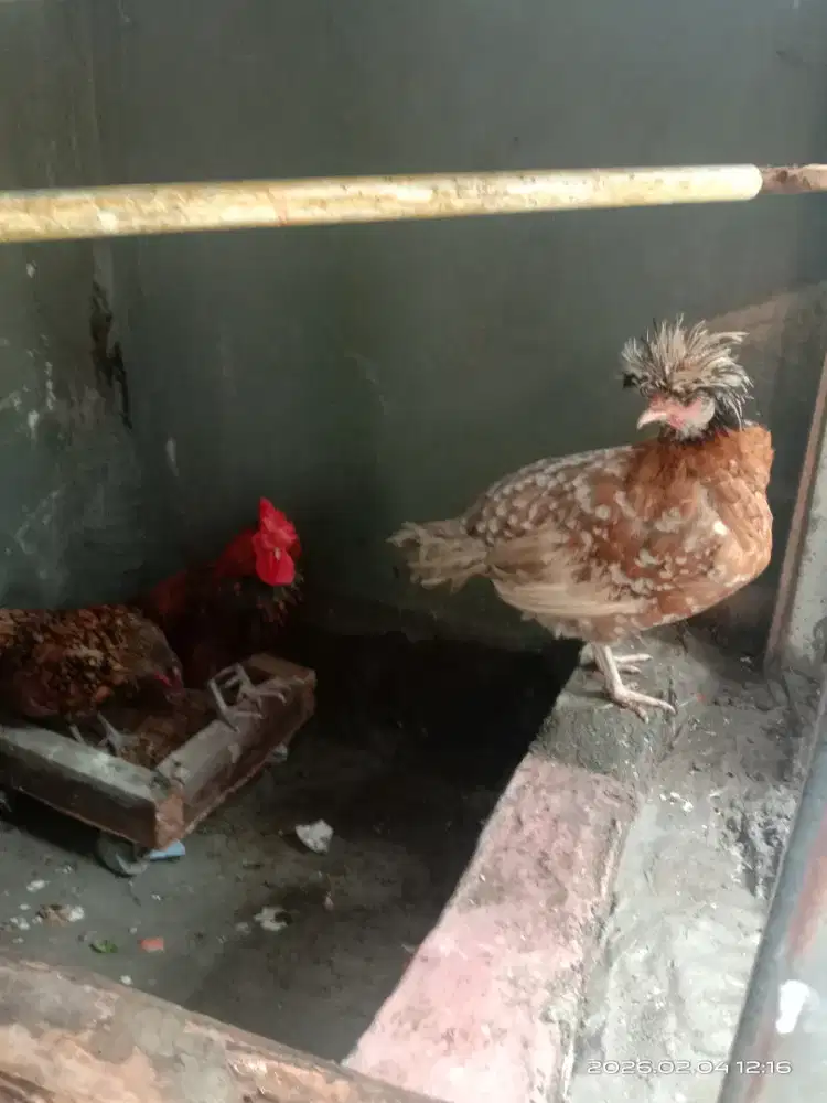 Ayam batik kanada dan ayam poland