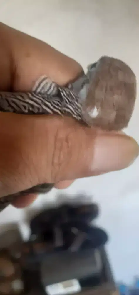 Burung perkutut junjung derajat