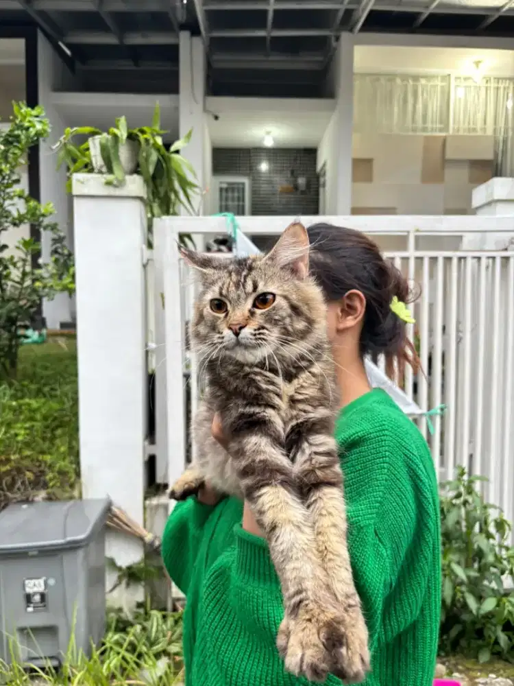 Mainecoon usia 1 tahun