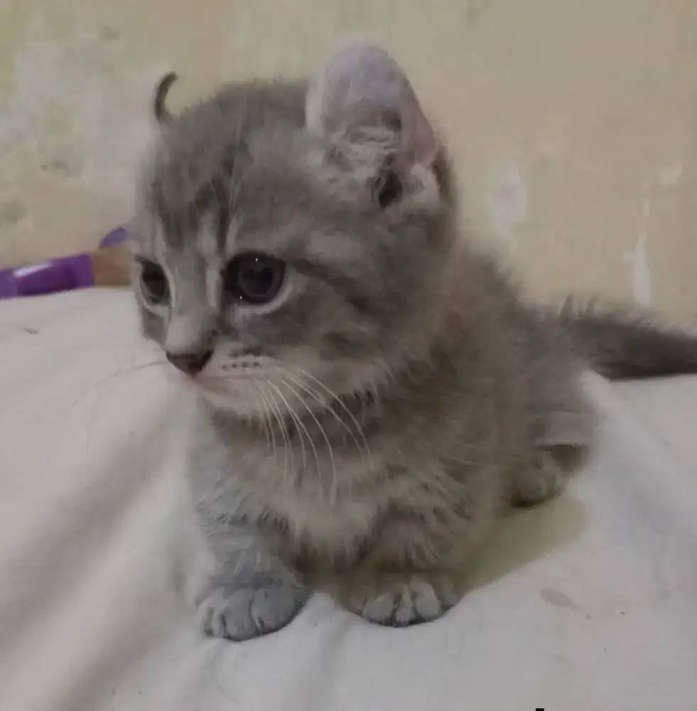 Kinkalo betina 2.5 bln