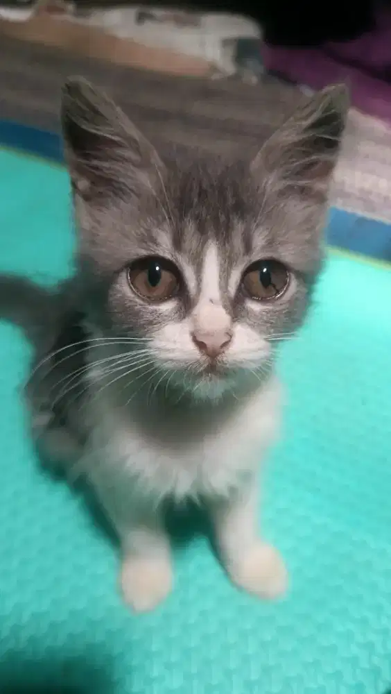 Di jual kucing kampung